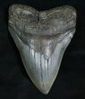 Nicely Shaped Megalodon Tooth #5192-1